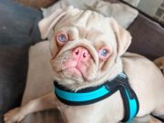Ping pug yavrumuz 