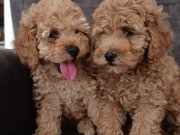 Toy poodle yavrularımız 