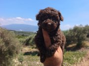 Çikolata poodle Yavrularımız 