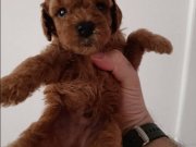 Poodle yavrularımız 