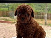 Poodle Yavrularımız 
