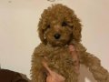 Toy Poodle 
