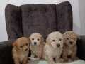 Maltipoo yavrular 