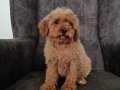 Poodle yavrumuz