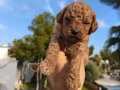 Poodle bebekler 