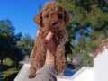 Poodle bebekler 