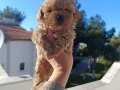 Maltipoo yavrular 