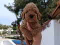 Poodle bebekler 