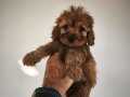 Maltipoo yavrularımız 