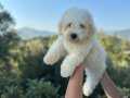Maltese terrier