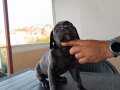 Cane corso yavrularımız 