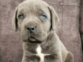 Cane corso yavrularımız 