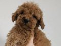Poodle yavrularımız 