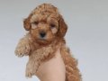 Toy poodle yavrularımız 