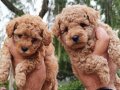 Poodle yavrularımız 