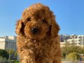 Toy poodle yavrularımız 