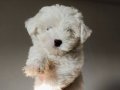 Maltese terrier