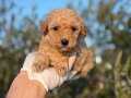 Poodle yavrularımız 