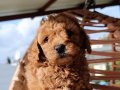 Toy poodle yavrularımız 