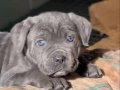 Cane corso yavrularımız 