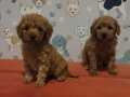 Sosyal Çevrelerin Yeni Yıldızı Oyuncak Poodle Yavruları