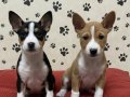 Sessizliğin Asaletini Taşıyan Basenji Yavrularımız 
