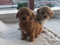 İpeksi Kızıl Maltipoo Yavruları | Sosyal ve Oyuncu Dostunuz