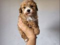 Maltipoo Yavrularımız 