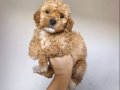 Maltipoo Yavrularımız 