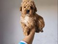 Maltipoo Yavrularımız 