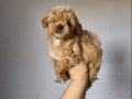Maltipoo Yavrularımız 