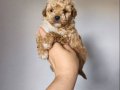 Maltipoo Yavrularımız 