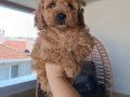Toy poodle yavrularımız 