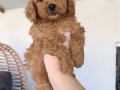Toy poodle yavrularımız 