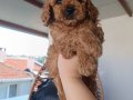 Toy poodle yavrularımız 