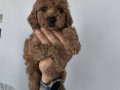 Toy poodle yavrularımız 