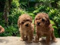 Toy poodle yavrularımız 
