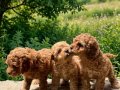Toy poodle yavrularımız 