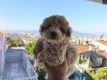 Maltipoo Yavrularımız 