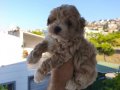 Maltipoo Yavrularımız 