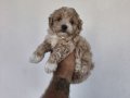 Maltipoo Yavrularımız 