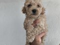 Maltipoo Yavrularımız 