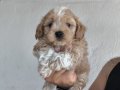 Maltipoo Yavrularımız 