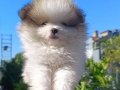 Pomerian boo yavrularımız 