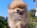 Pomerian boo yavrularımız 