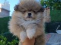 Pomerian boo yavrularımız 