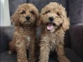 Toy poodle yavrularımız 