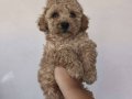 Toy poodle yavrularımız 