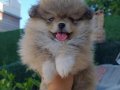 Pomerian boo yavrularımız 