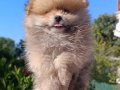 Pomerian boo yavrularımız 